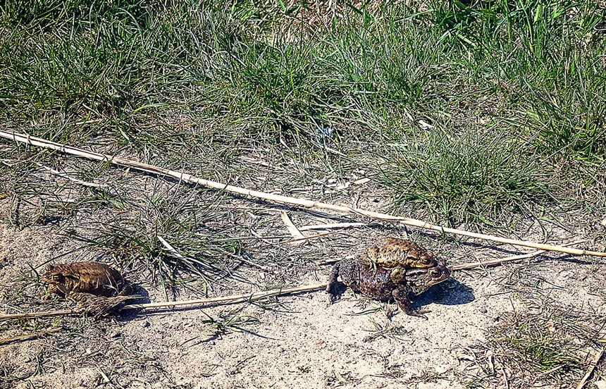 Uwaga Żaby na drodze